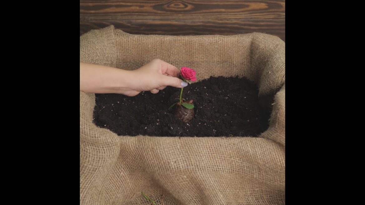 Cool Hacks For Gardening And Growing Plants 🌱