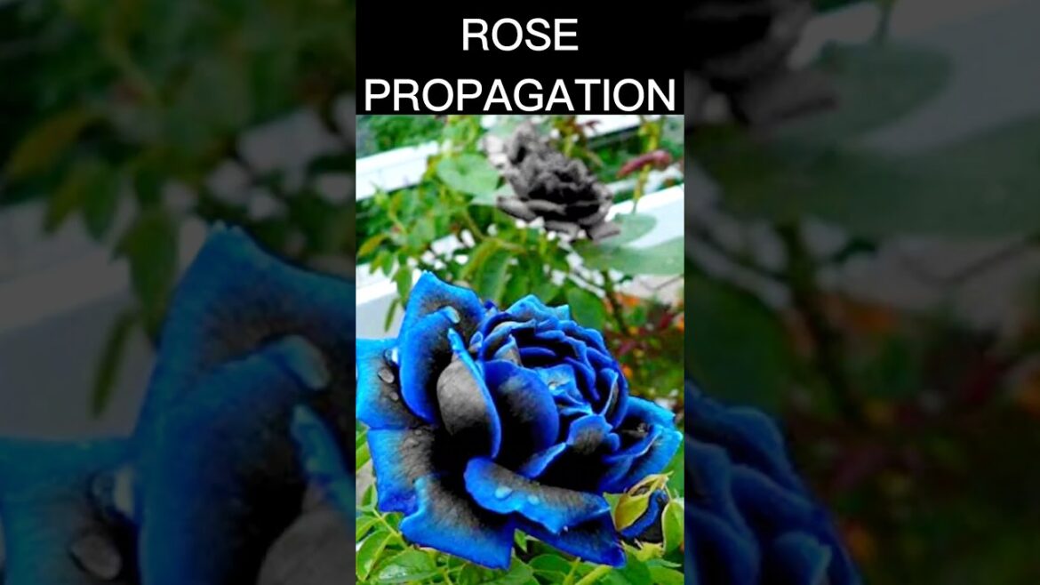 simply Propagates rose by branch cutting at home in just 3 days #garden #shorts