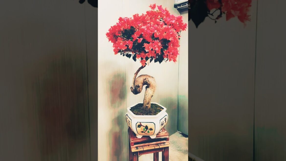 Secret World of Bogaine Villa Bonsai Cultivation #gardening Secret World of Bogaine Villa Bonsai Cultivation #gardening