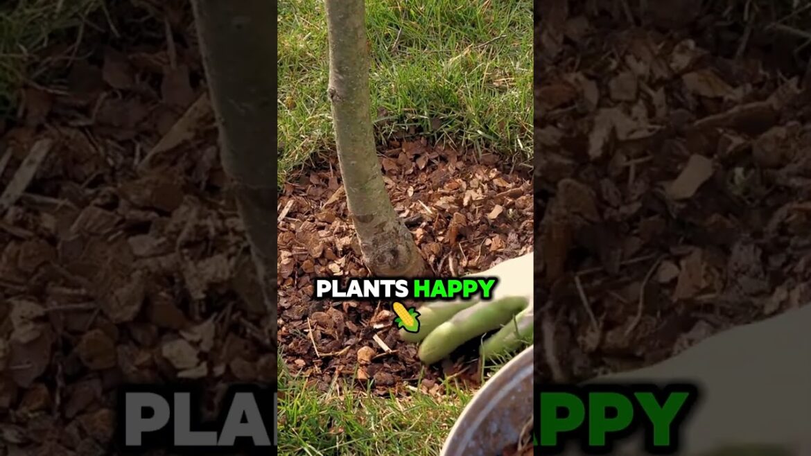 Gardening Tips for Plant Killers: The Lazy Gardener's Guide: Let Nature Do the Work with Mulch