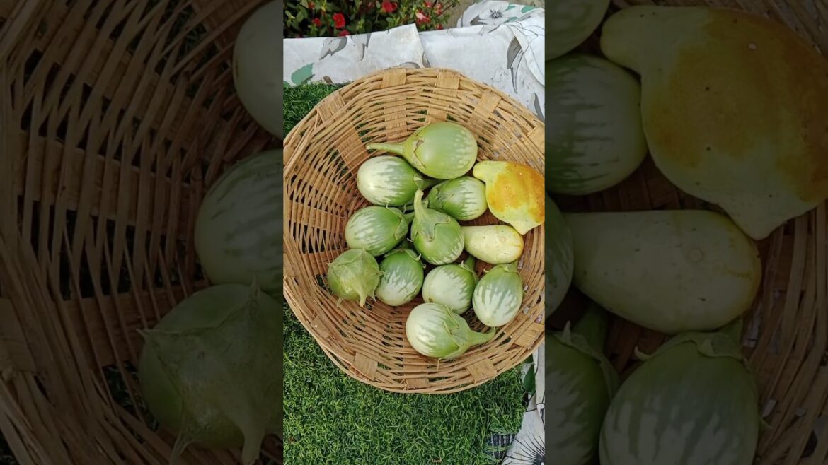 मैने खुद उगाया है ऑरगॅनिक सब्जिया #shorts #gardening #vegetables #harvest#viralshort मैने खुद उगाया है ऑरगॅनिक सब्जिया #shorts #gardening #vegetables #harvest#viralshort