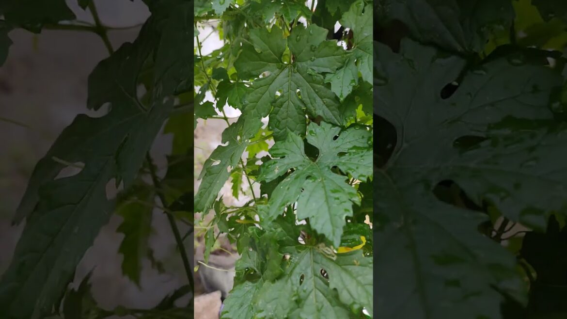 Gourd Shorts #asmr #garden #gardening #vegetables #vegetablegardening #farming