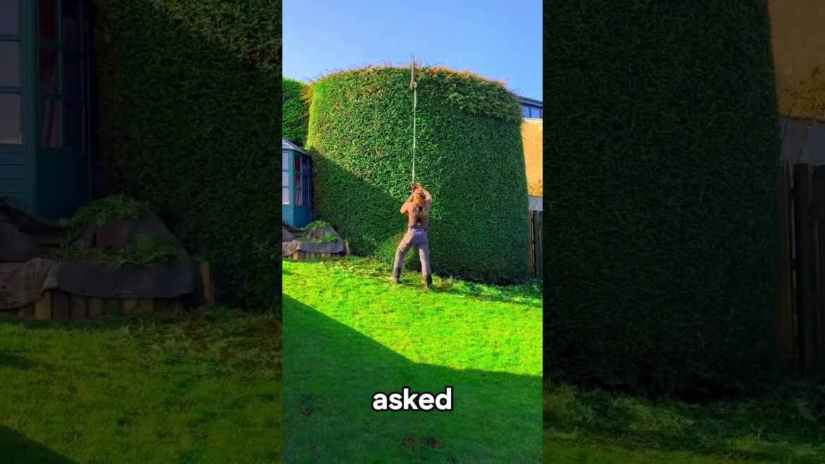 Satisfying Gardening Work 🌳 #garden #gardening #satisfying #cleaning #grass #lawn #viral #fyp #85 Satisfying Gardening Work 🌳 #garden #gardening #satisfying #cleaning #grass #lawn #viral #fyp #85
