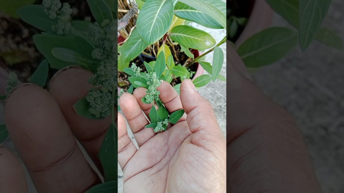 बथुआ की सब्जी#shorts#gardening#leafly vegetable #viralshort