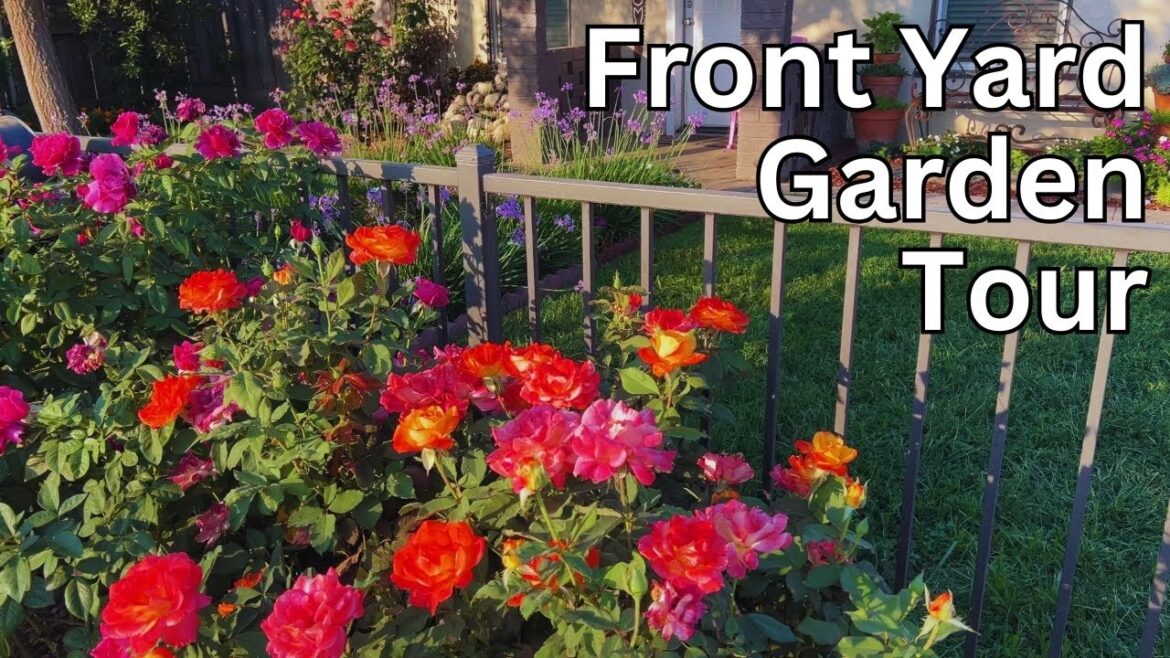 Front Yard Garden & Fall Blooming Roses! 🌹😍🌈 Front Yard Garden & Fall Blooming Roses! 🌹😍🌈