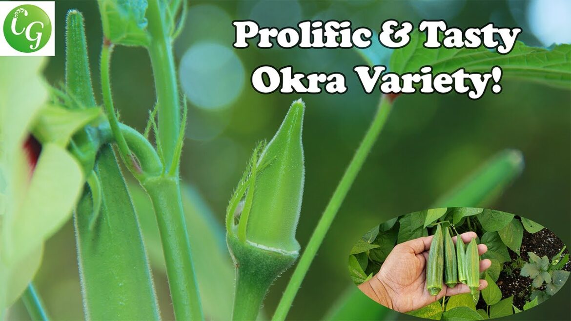 California Gardening: One Okra Variety You Must Grow: For Raised Beds & Containers! One Okra Variety You Must Grow: For Raised Beds & Containers!