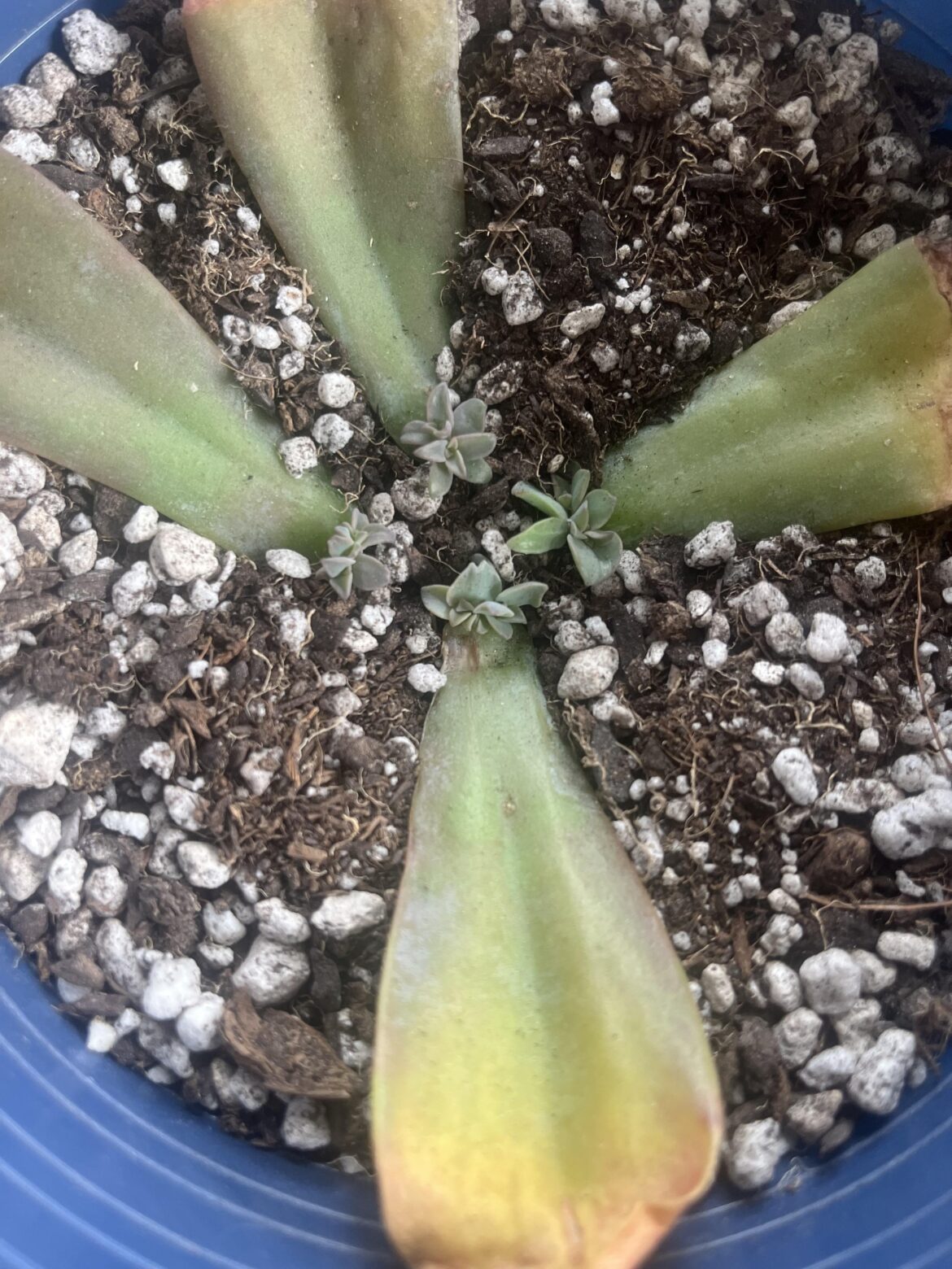 1 month progress 🙂‍↔️🌿
