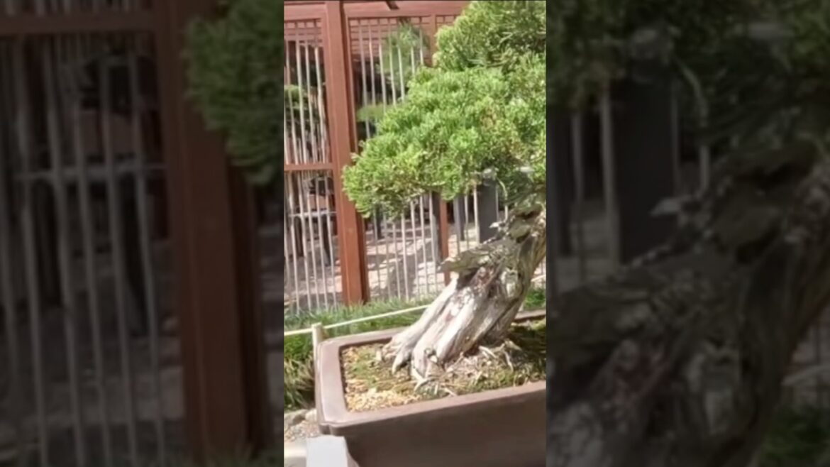 JAPANESE FRIENDSHIP GARDEN SAN DIEGO BONSAI TREE #shorts