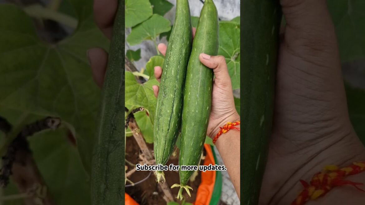 Sponge gourd harvest #spongegourd#harvesting#vegetable#terrecegarden#kitchengarden#shorts