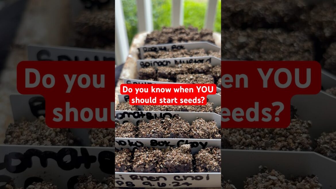 When Should You Start Your Fall Seeds? 🤔🌱 #gardener #gardening101 #gardeningtips