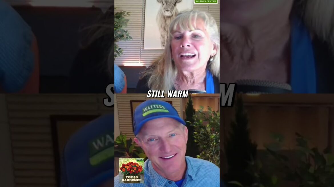 Best Perennials to Plant This Fall for Thriving Gardens Best Perennials to Plant This Fall for Thriving Gardens