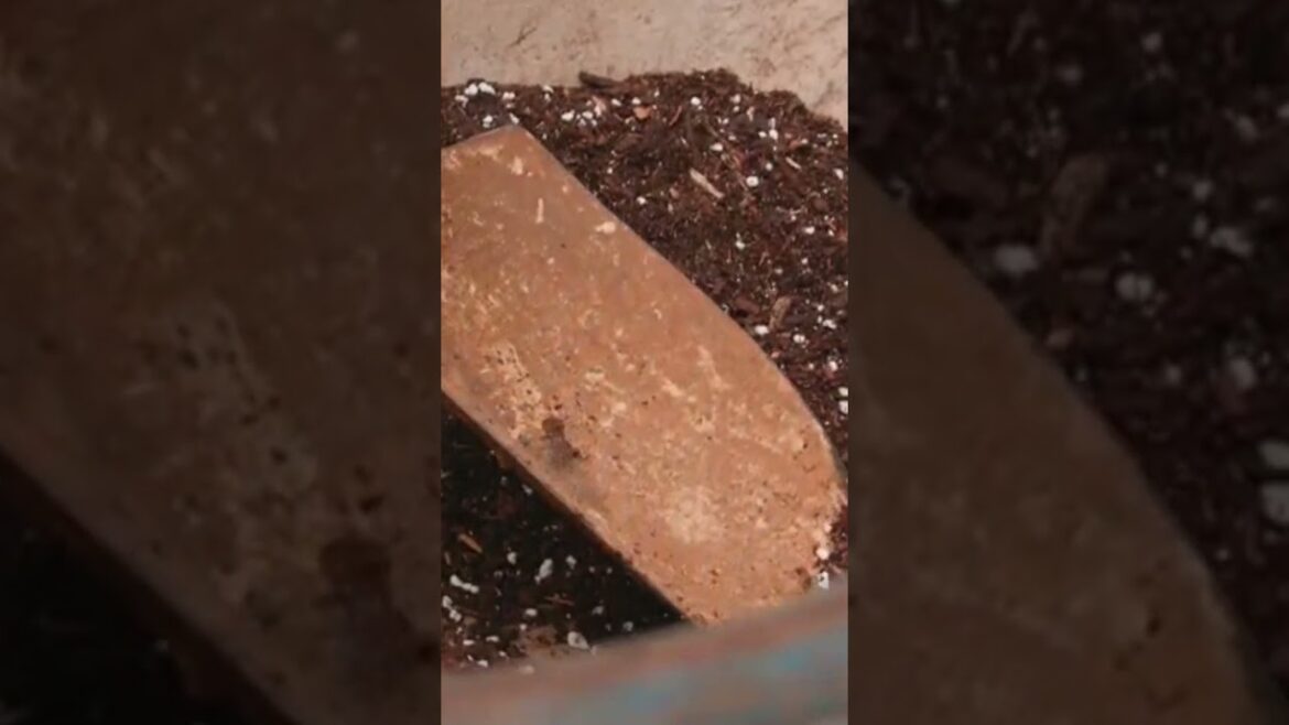 Har Gardener ki Jarurat #shorts #shortsfeed #aerajaji #gardening Har Gardener ki Jarurat #shorts #shortsfeed #aerajaji #gardening