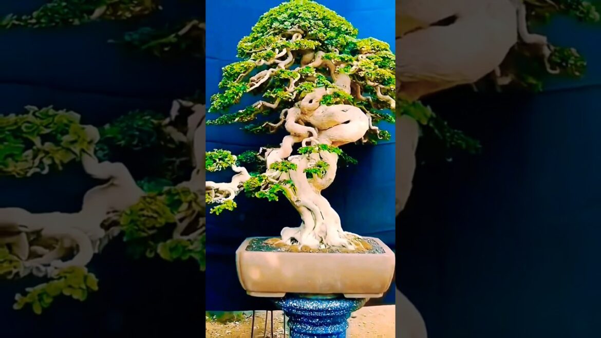 Spent 20 Years Growing This Bonsai Tree #bonsai #gardening Spent 20 Years Growing This Bonsai Tree #bonsai #gardening