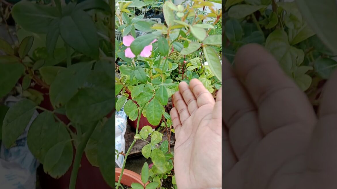 Rose plant growing tips #shorts #gardening#viralshorts #caretips