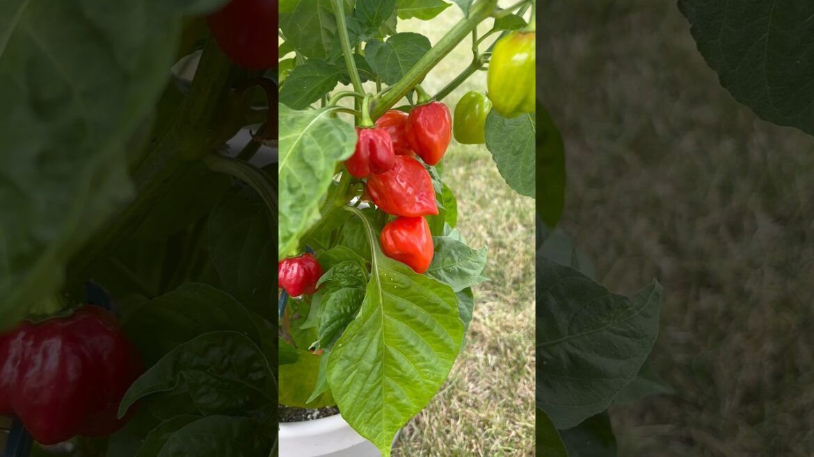 Hot Pepper Spotlight. Red Savina Habanero. #vegetablegardening #gardening #hotpepper