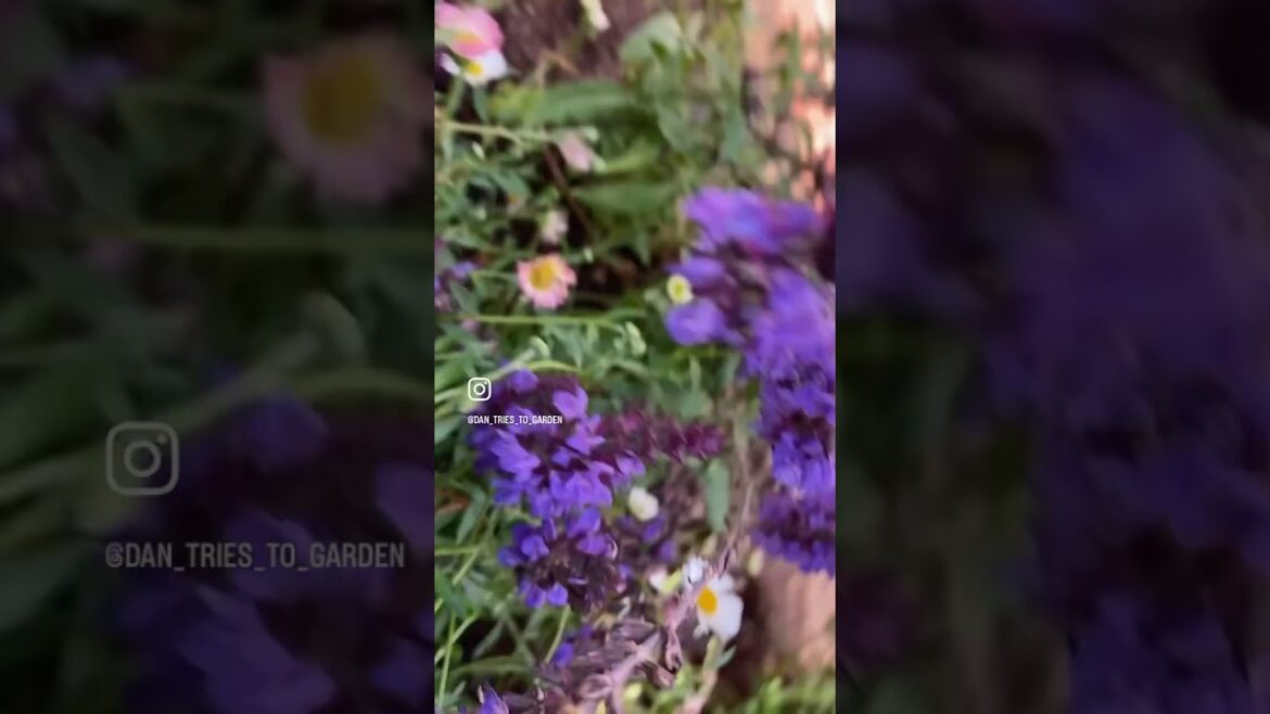 Fresh Trim in the Front! #gardening #gardener #gardenersofinstagram #lawncare #landscapephotography