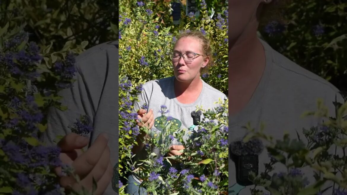 Gorgeous Fall Color for the Ground or a Container! – The Bountiful Benefits of Bluebeard! Gorgeous Fall Color for the Ground or a Container! - The Bountiful Benefits of Bluebeard!