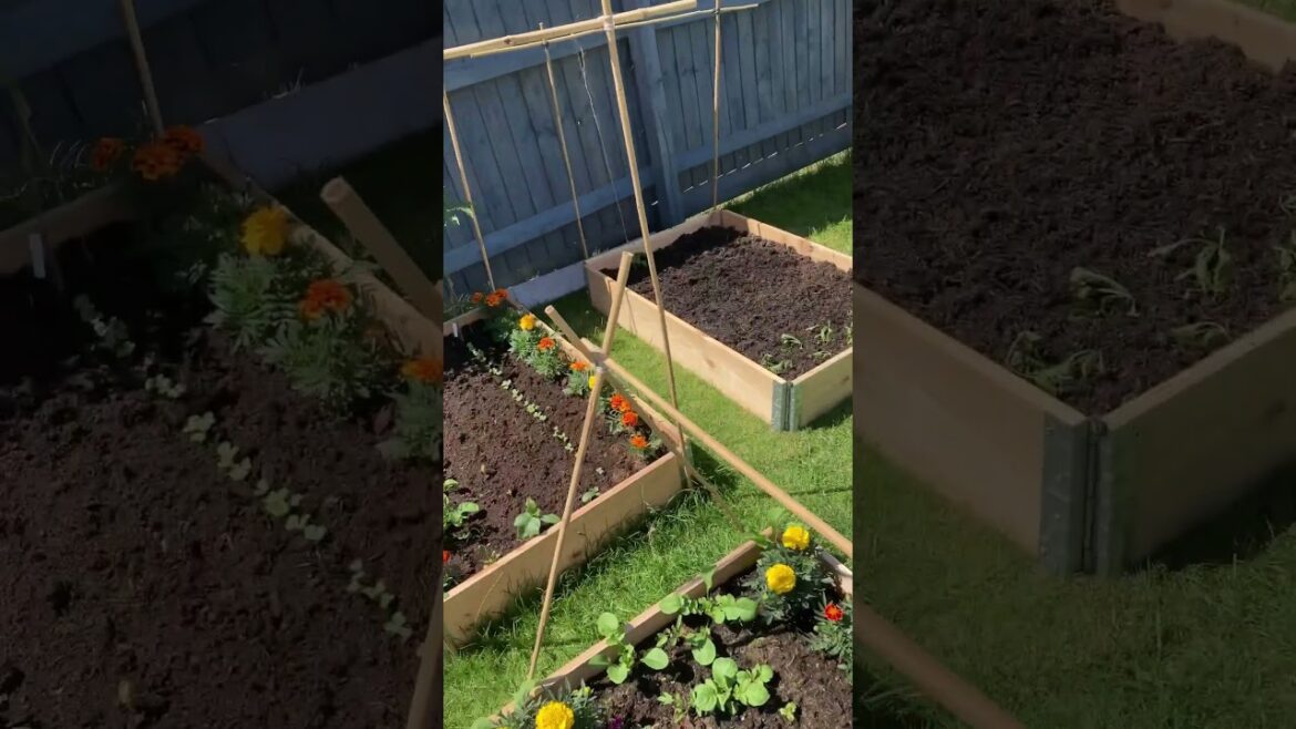 LETS FREAKIN GROW!! #gardener #gardening #gardenersofinstagram #gardeningvideos #growfoodathome