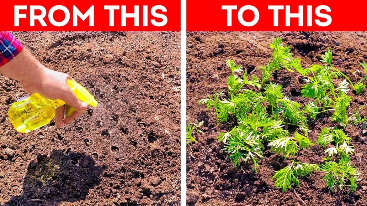 Quick Gardening Hacks for a Stunning Backyard