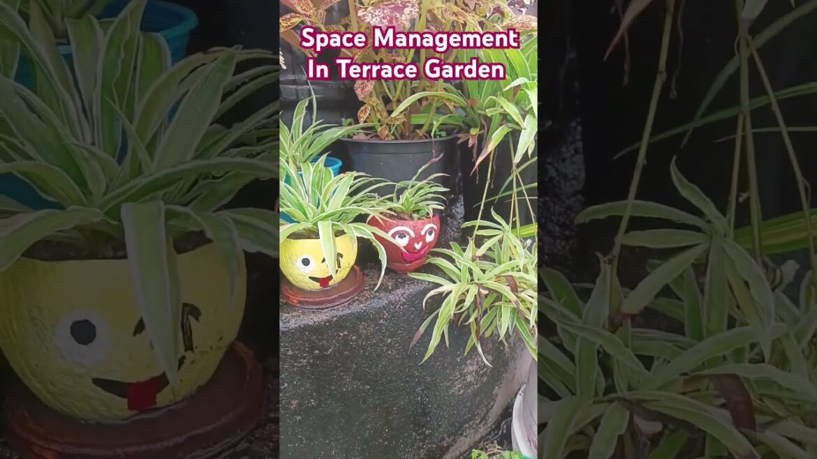 Space Management On Terrace Garden for Gardeners #gardening #terracegarden #gardeningideas #shorts