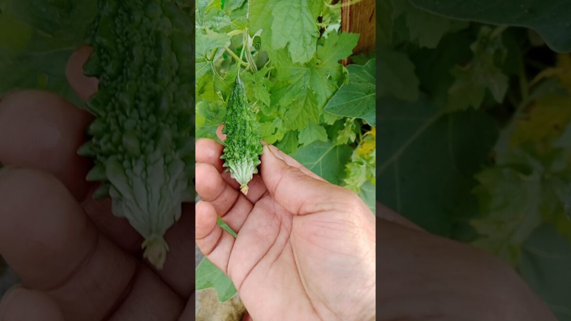 Karela Farming : All You Need to Know#shorts #karela #gardening#organicgardening #yt