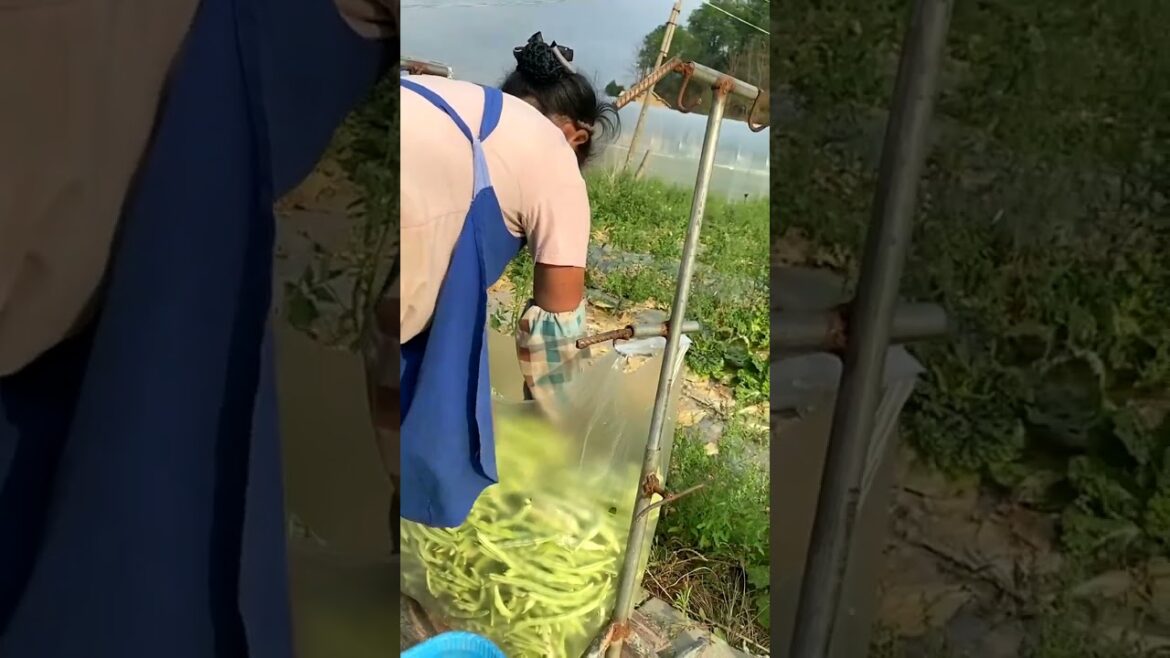 3419 🍆🌺🌵🍋🥔 #CountrysideLife #farm #countryliving #nowhere #strangebeauty