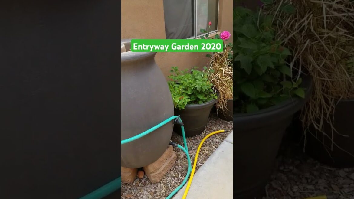 Entryway Container Garden – 2020      #nature #gardendesign #gardenpond #containergarden Entryway Container Garden - 2020      #nature #gardendesign #gardenpond #containergarden