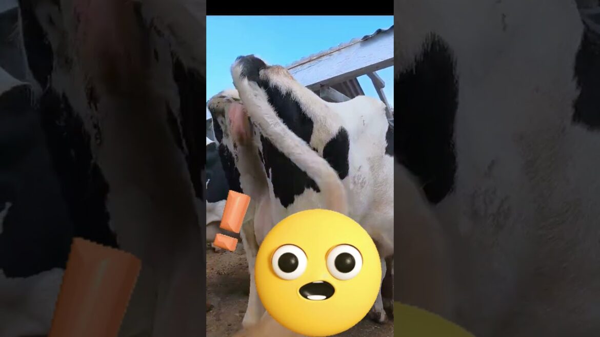 MAKE MONEY IN DAIRY FARMING #garden #farming #dairyfarm