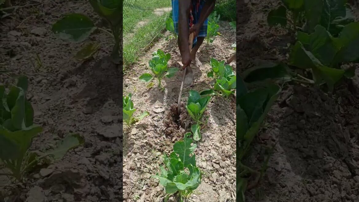 Earthing up for ridge making and irrigation channel simultaneously at Cauliflower field #shorts Earthing up for ridge making and irrigation channel simultaneously at Cauliflower field #shorts