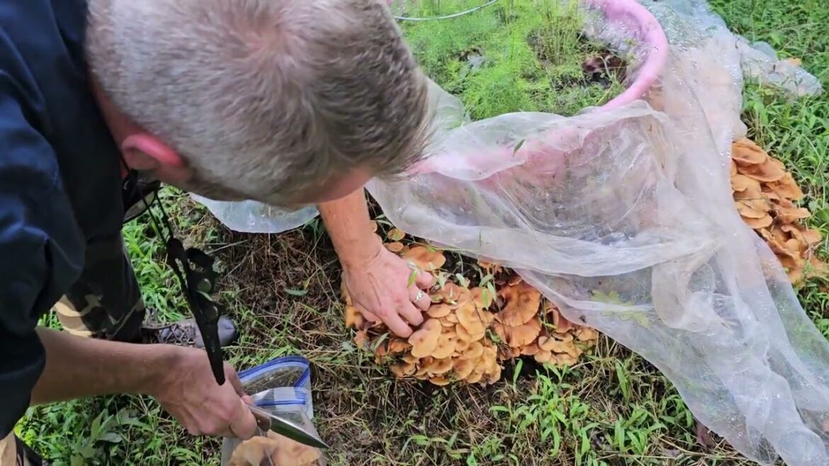 Cyclone 8 Pours 14" on NC = CHANTERELLE HEAVEN 😁👍