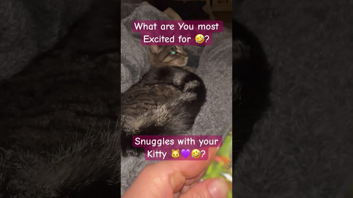 What Are YOU Most Excited For? 🤣#shorts #funny #cat #gardening