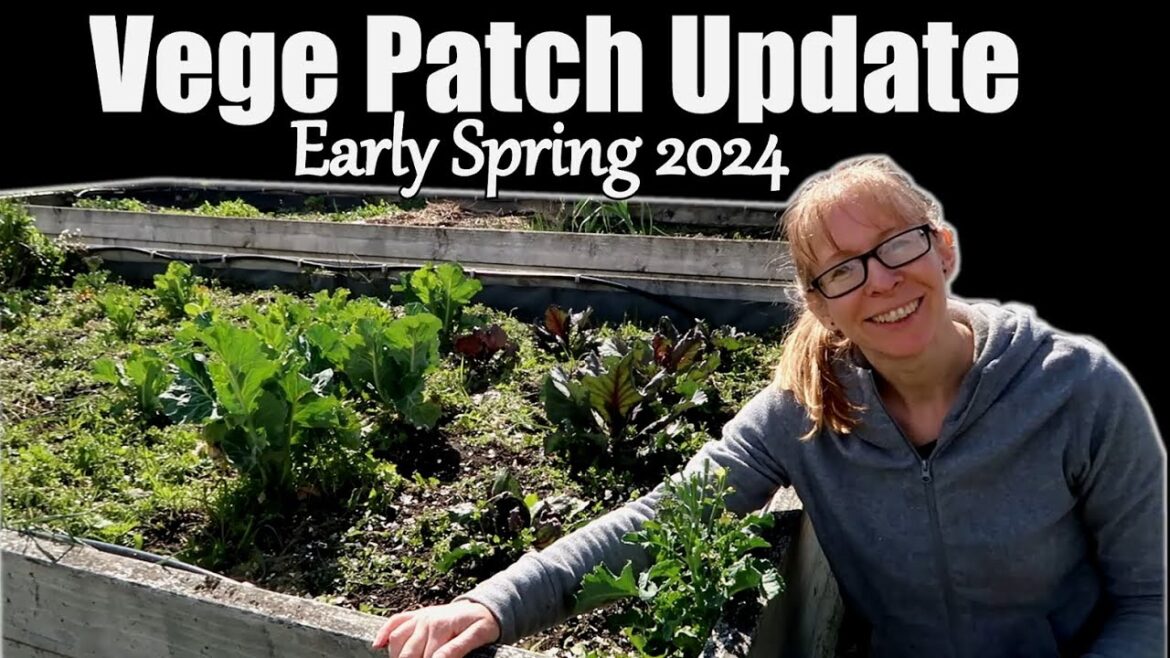 Early Spring Vege Garden Update 2024
