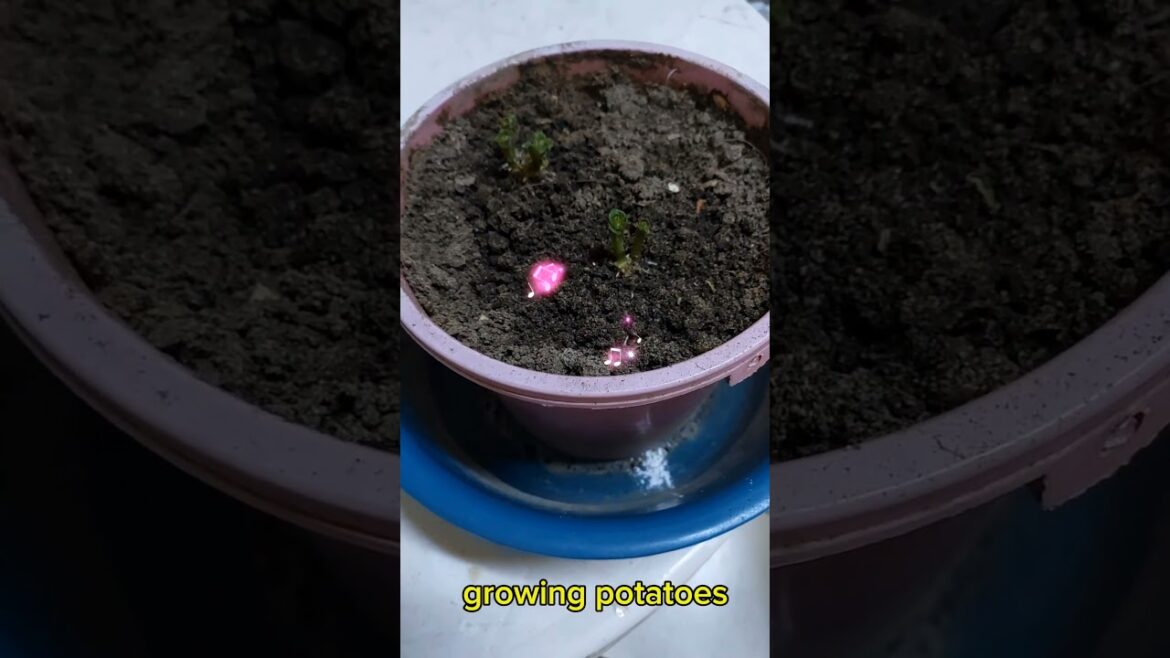 How to grow potatoes in a small container #garden