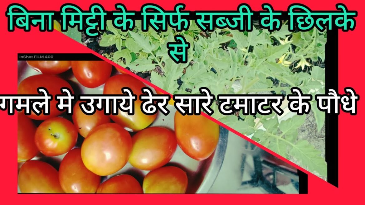 Soil less gardening at home ЁЯПб kitchen waste compost рдореЗрдВ рдЙрдЧрд╛рдпреЗ рдЯрдорд╛рдЯрд░ рдХреЗ рдкреМрдзреЗ #gardening#plants Soil less gardening at home ЁЯПб kitchen waste compost рдореЗрдВ рдЙрдЧрд╛рдпреЗ рдЯрдорд╛рдЯрд░ рдХреЗ рдкреМрдзреЗ #gardening#plants