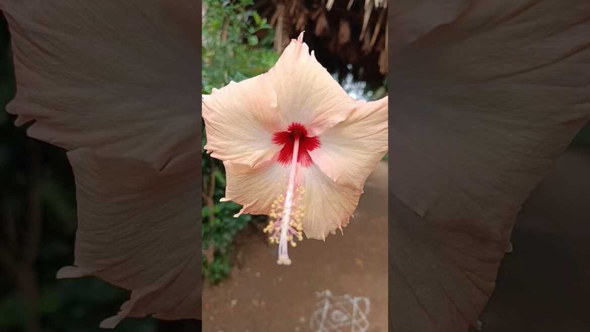 మందారంతో ముచ్చట్లు ఏంటో చూద్దామా.. #natural #gardening #tips #groth #organic