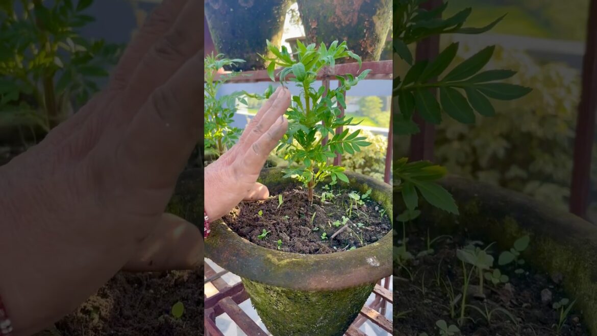 Marigold Pinching (Saypatri) #shortsvideo #shortsviral #gardening