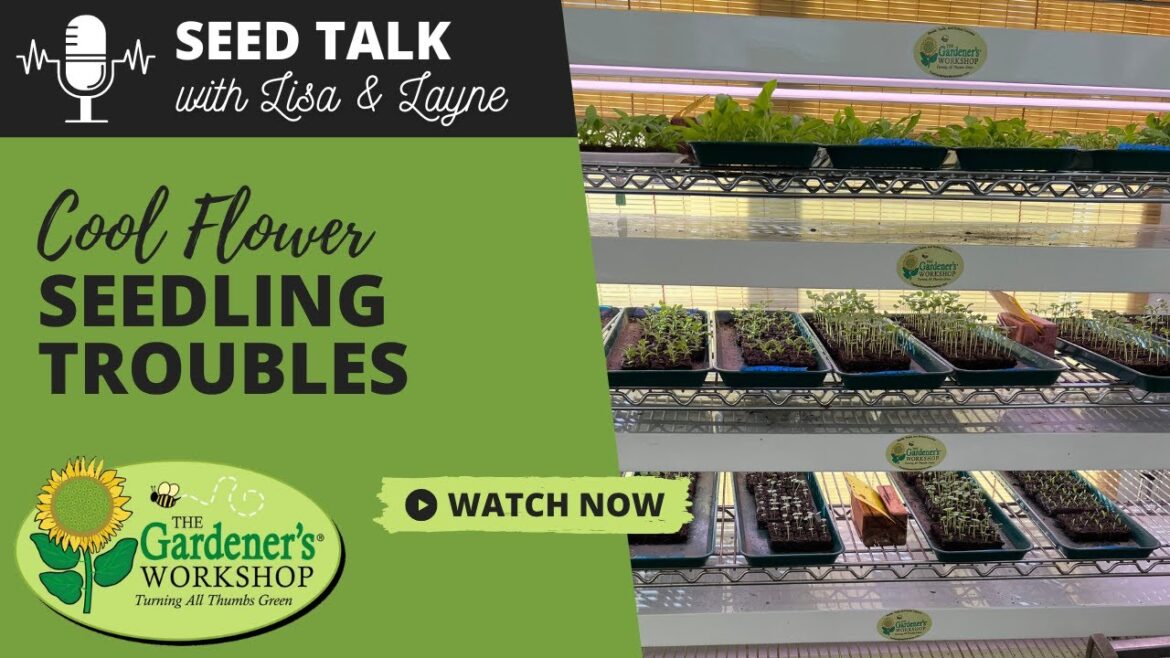 Seed Talk #107 - Cool Flower Seedling Troubles