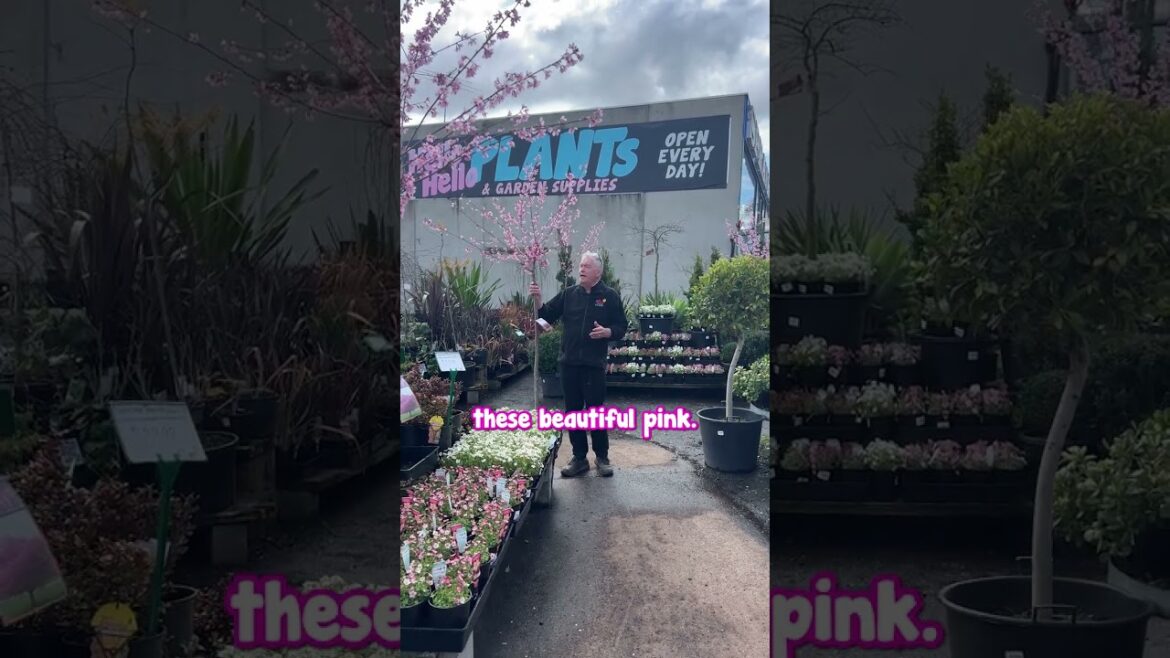 🌸 This weekend officially marks the beginning of Spring! 🌸 This weekend officially marks the beginning of Spring!