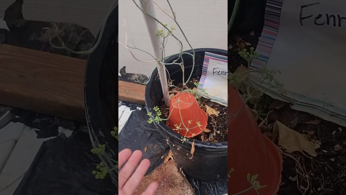 August 24, 2024 Fennel tastes like licorice