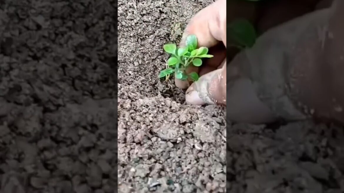 Curry plantation tips😎#shorts #viral #viralvideo #curryplant #plants #garden #trending #shortsfeed Curry plantation tips😎#shorts #viral #viralvideo #curryplant #plants #garden #trending #shortsfeed