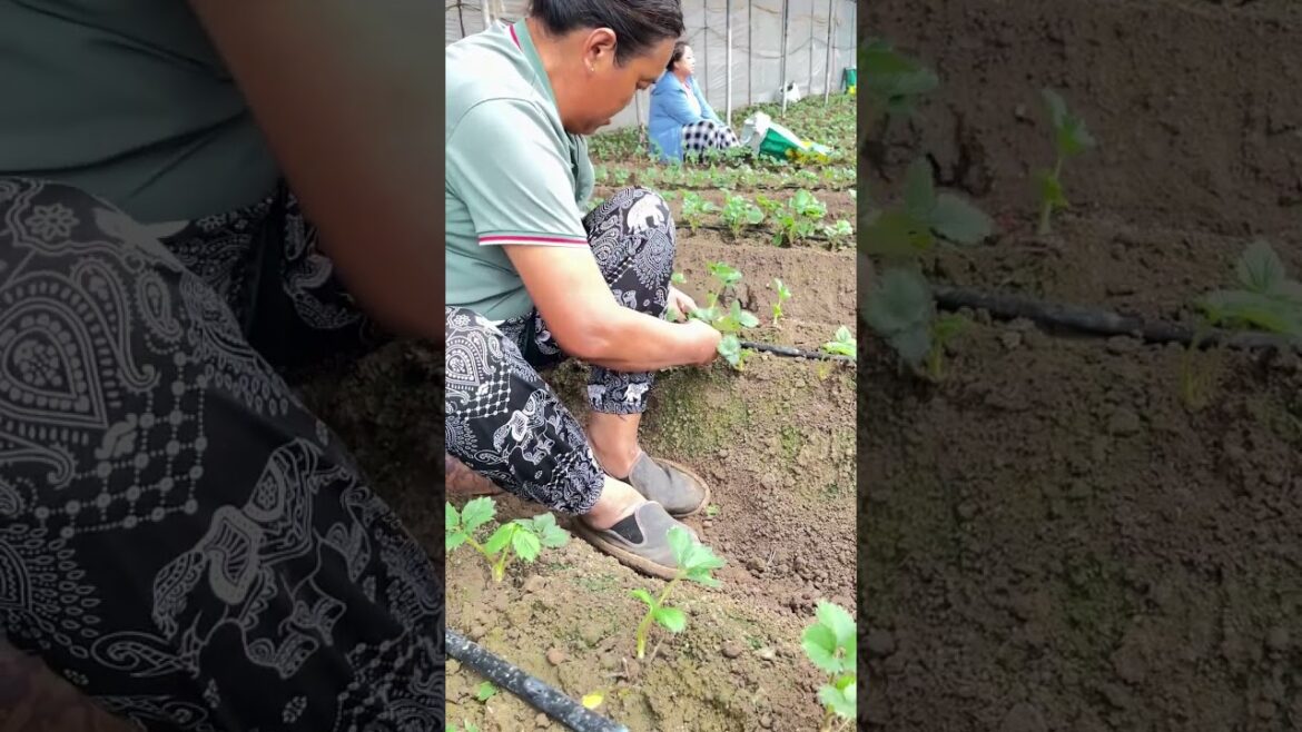 #shorts #agriculture #agritools #farming2024 #noamanreaction