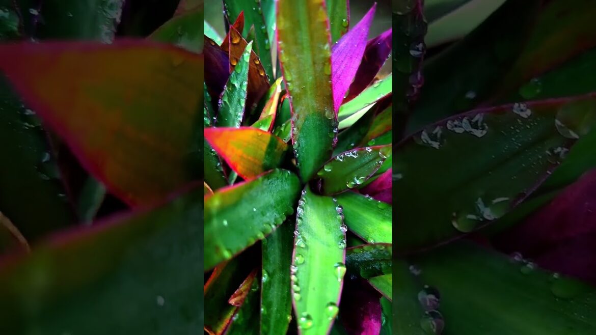 Indoor Plant | Indoor Gardening Idea | Gardening ideas #shortvideo #bagwani #plant #growing #shorts Indoor Plant | Indoor Gardening Idea | Gardening ideas #shortvideo #bagwani #plant #growing #shorts