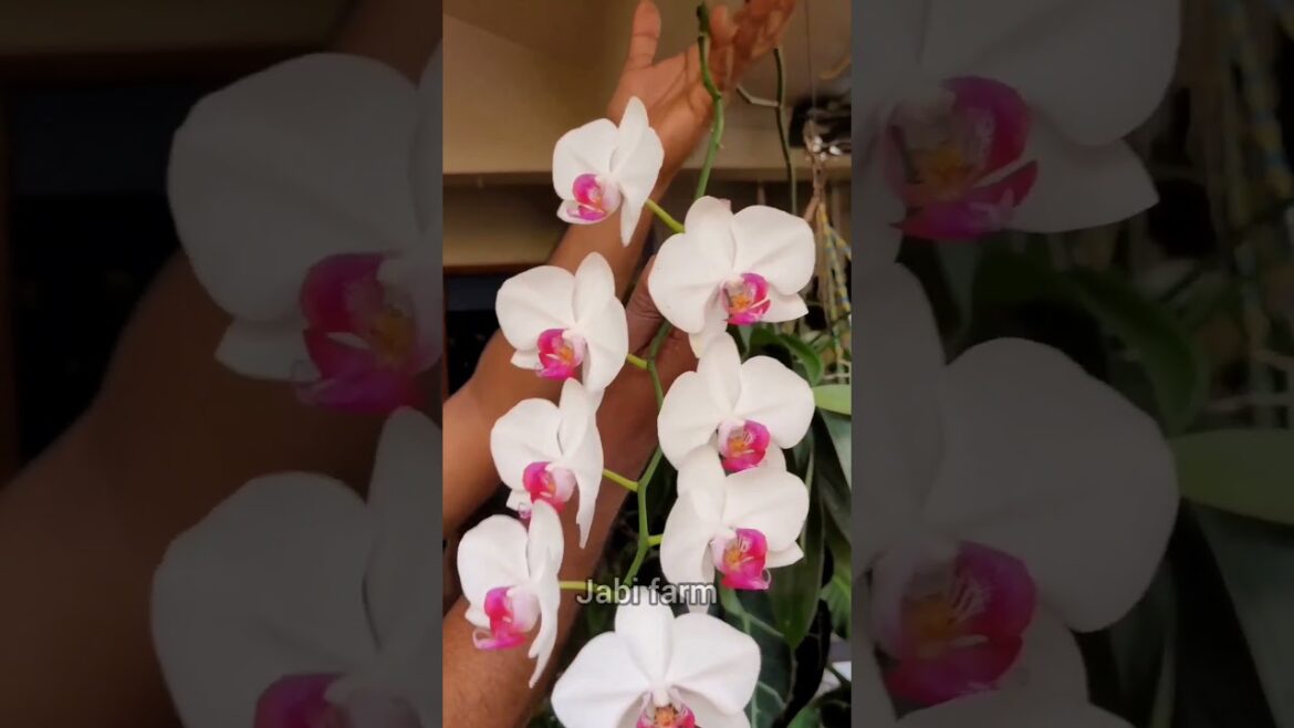 variety plans #shorts #exoticflowers #Gardendesigning #interiordesigning