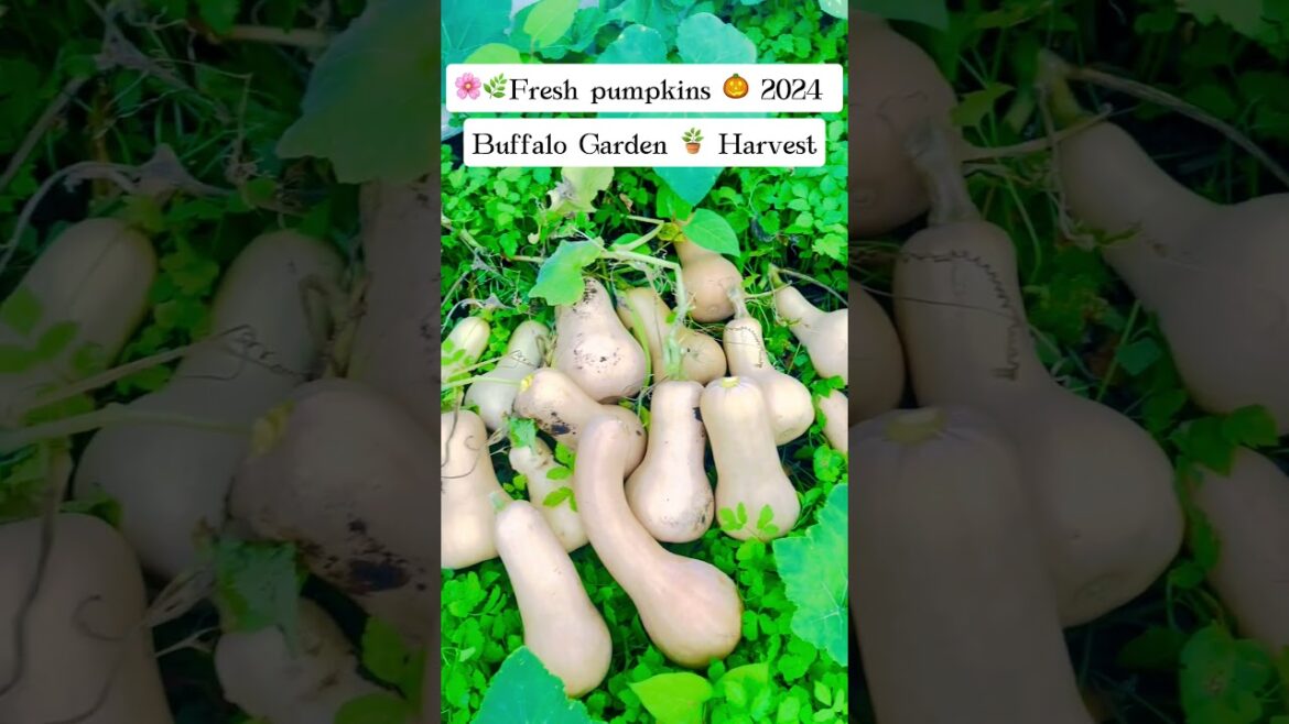 🌟My garden pumpkins 🎃🎃🎃 #garden #pumpkin #trending #fresh #mygarden #ytshorts #youtubeshorts