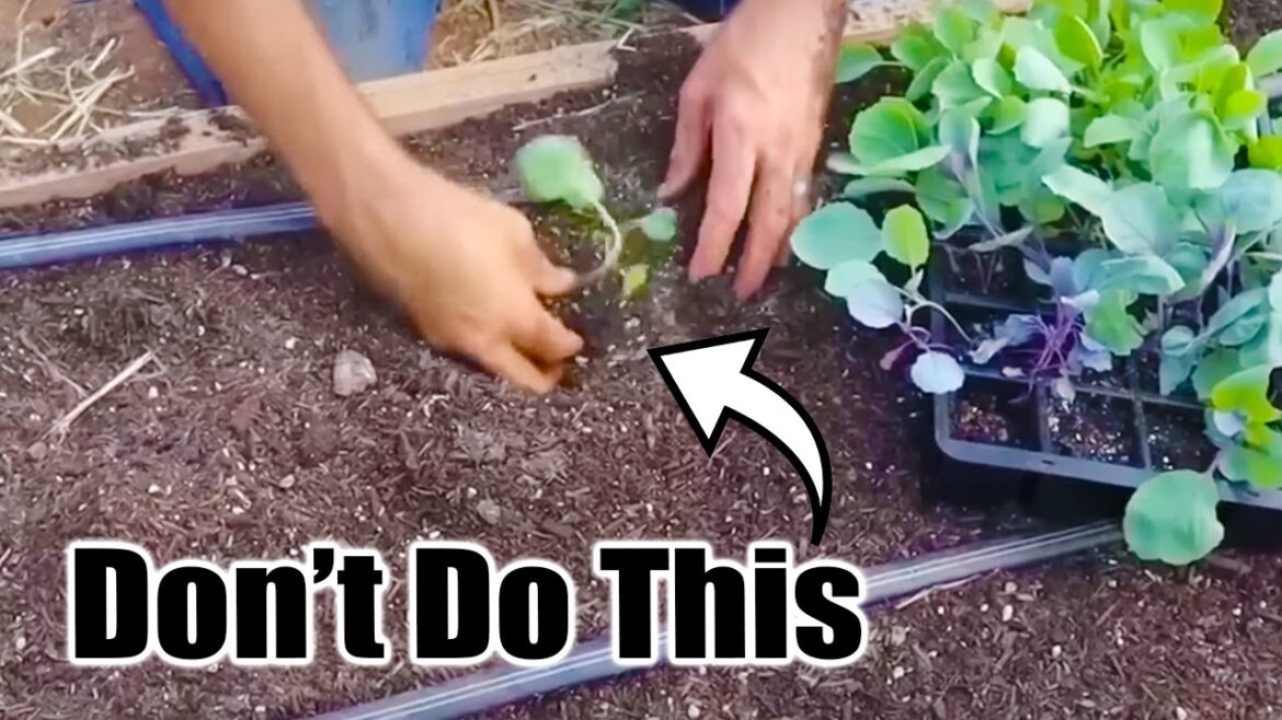 7 Fall Garden Mistakes // 2 Hoselink Giveaways