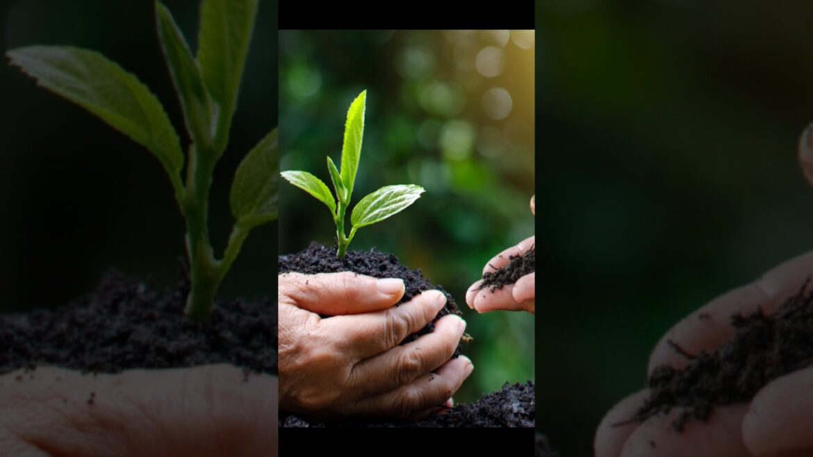 What Do Plants Need To GROW #garden #shortsfeed #shortsvideo #shorts #youtubeshorts #fertilizer#grow