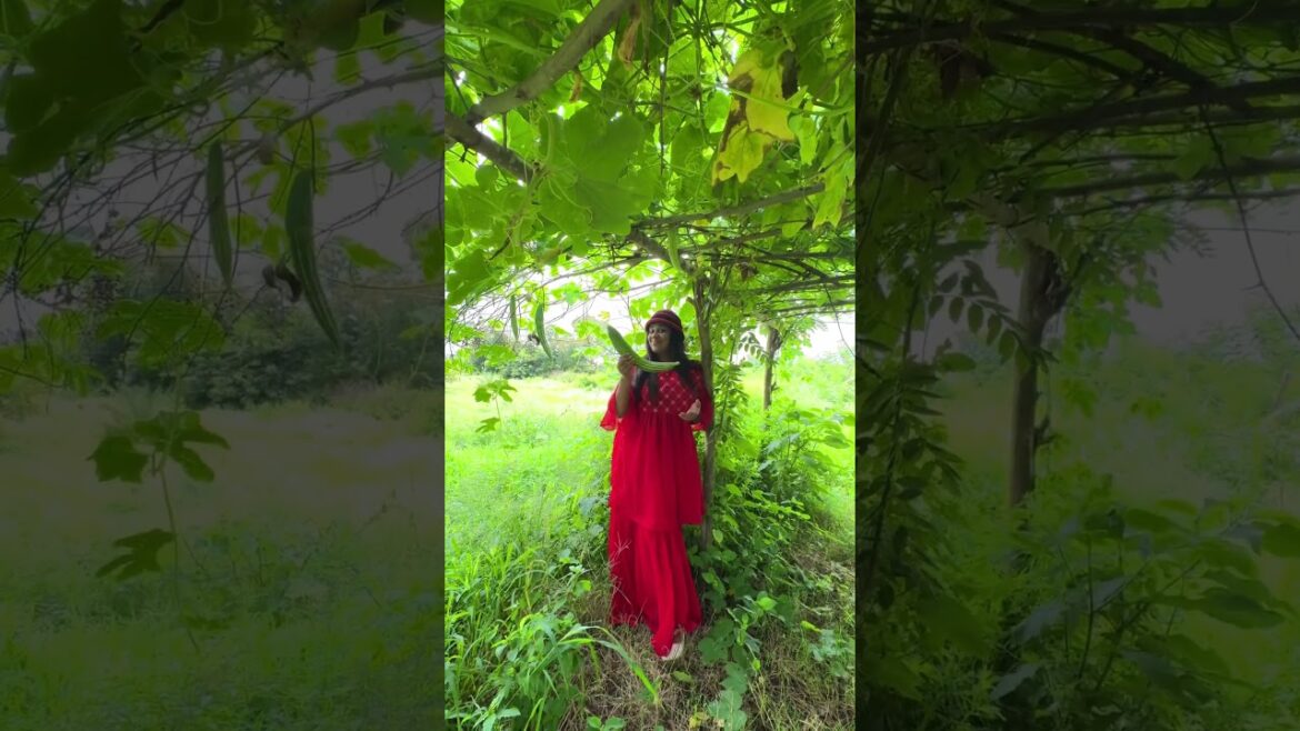 Snakeguard / snakeguard harvesting #gardening#vegetablegardening