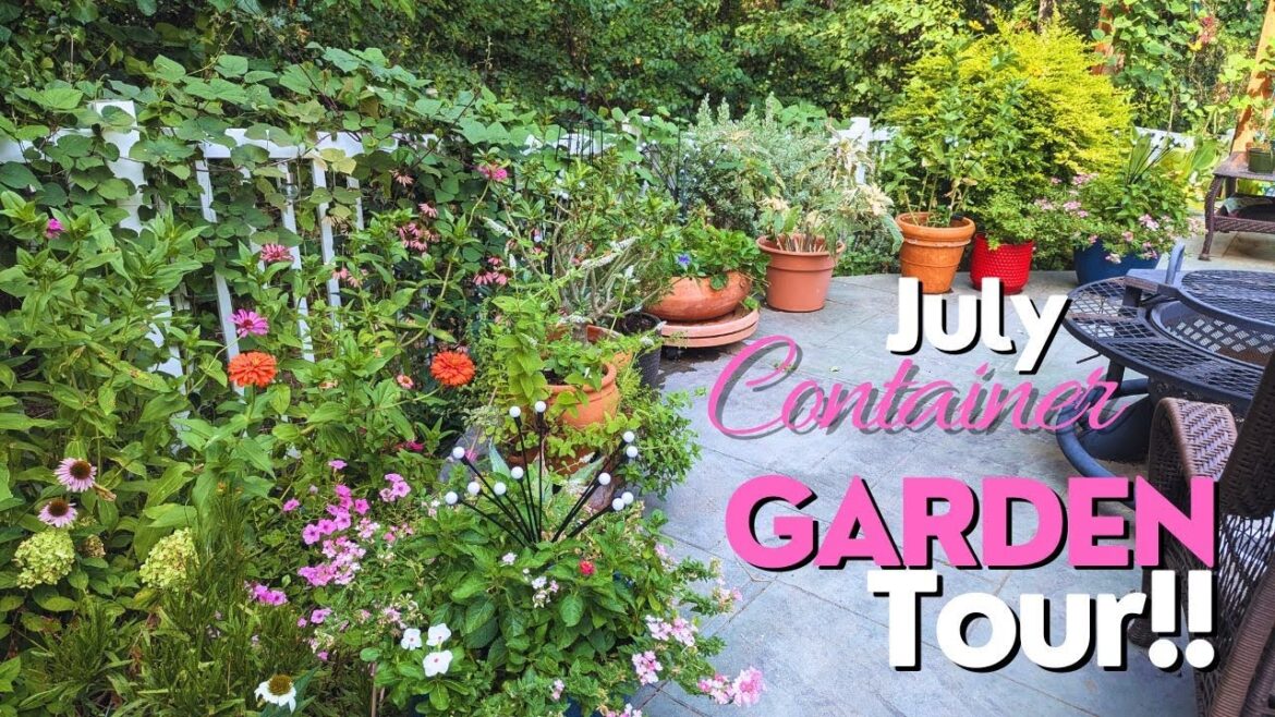 Container Garden Tour in July!! North Texas Summer Garden Container Garden Tour in July!! North Texas Summer Garden