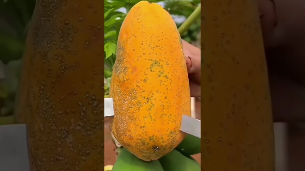 Colorful and Juicy Fruit Cutting 🍓🍎 | #Shorts