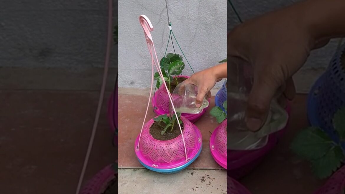 Growing Strawberry 🍓🍓🍓plant at Home: Tips & Tricks for Juicy Strawberries! 🍓🌿